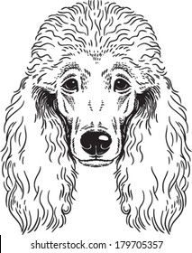 Black and white vector sketch of a groomed Poodle's face.