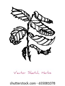 Black and white vector sketch of a herb (a barbed twig with leaves), initially hand drawn in Chinese ink, element for decorative floral design, isolated on white