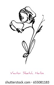 Black and white vector sketch of a herb with flowers (sweet pea, Lathyrus Odoratus), initially hand drawn in Chinese ink, element for decorative floral design, isolated on white