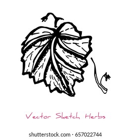 Black and white vector sketch of a herb (a twig with a leaf), initially hand drawn in Chinese ink, element for decorative floral design, isolated on white