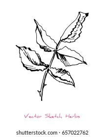 Black and white vector sketch of a herb (a barbed twig with leaves), initially hand drawn in Chinese ink, element for decorative floral design, isolated on white