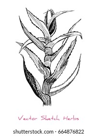 Black and white vector sketch of a herb (Aloe) stem and leaves), initially hand drawn in Chinese ink, element for decorative floral design, isolated on white