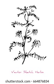 Black and white vector sketch of a herb with flowers, initially hand drawn in Chinese ink, element for decorative floral design, isolated on white