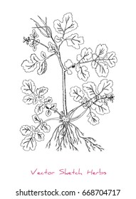 Black and white vector sketch of a herb (Celandine or Chelidonium majus) stem, leaves, root and seeds), initially hand drawn in Chinese ink, element for decorative floral design, isolated on white