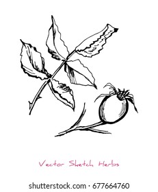 Black and white vector sketch of a herb (dogrose (Rosa) berry, twigs and leaves), initially hand drawn in Chinese ink, elements for decorative floral design, isolated on white