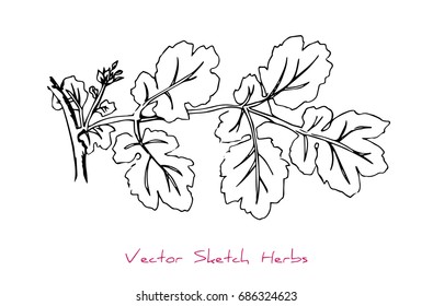 Black and white vector sketch of a herb (Celandine or Chelidonium majus) stem with leaves and buds), initially hand drawn in Chinese ink, element for decorative floral design, isolated on white