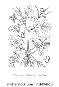 Black and white vector sketch of a herb (Celandine or Chelidonium majus) and its parts (stem, leaves, root, seeds, flowers), initially hand drawn in Chinese ink, isolated on white