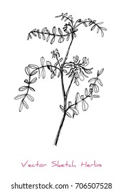 Black and white vector sketch of a herb with flowers, initially hand drawn in Chinese ink, element for decorative floral design, isolated on white