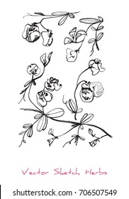 Black and white vector sketch of a herb with flowers (sweet pea, Lathyrus Odoratus), initially hand drawn in Chinese ink, elements for decorative floral design, isolated on white