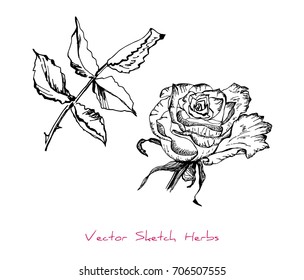 Black and white vector sketch of a herb (Rose, a twig with leaves and a flower), initially hand drawn in Chinese ink, elements for decorative floral design, isolated on white