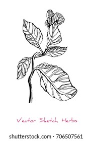 Black and white vector sketch of a herb (Sinningia, a stem with leaves), initially hand drawn in Chinese ink, element for decorative floral design, isolated on white