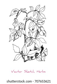 Black and white vector sketch of a herb (a twig with leaves), initially hand drawn in Chinese ink, element for decorative floral design, isolated on white