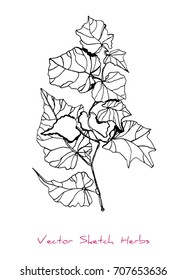 Black and white vector sketch of a herb (a twig with leaves), initially hand drawn in Chinese ink, element for decorative floral design, isolated on white