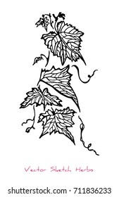 Black and white vector sketch of a herb (a twig with leaves), initially hand drawn in Chinese ink, element for decorative floral design, isolated on white