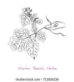 Black and white vector sketch of a herb (Celandine or Chelidonium majus) stem, leaves, seeds, buds and flowers), initially hand drawn in Chinese ink, isolated on white