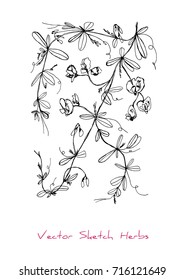 Black and white vector sketch of a herb with flowers (sweet pea, Lathyrus Odoratus), initially hand drawn in Chinese ink, element for decorative floral design, isolated on white
