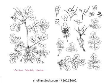 Black and white vector sketch of a herb with root (Celandine or Chelidonium majus) and its parts (twigs with leaves, seeds, flowers, buds), initially hand drawn in Chinese ink, isolated on white