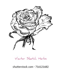 Black and white vector sketch of a herb (Rose flower), initially hand drawn in Chinese ink, element for decorative floral design, isolated on white