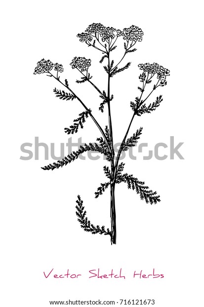 Black White Vector Sketch Herb Flowers Stock Vector (Royalty Free ...