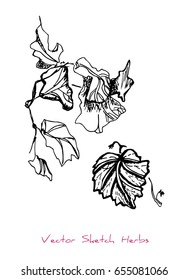 Black and white vector sketch of herbs (twigs and leaves), initially hand drawn in Chinese ink, elements for decorative floral design, isolated on white