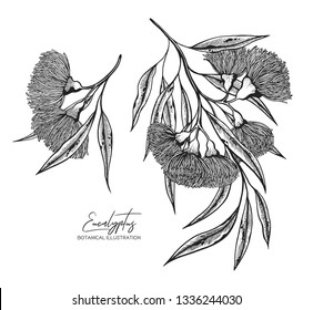 Black and white vector sketch illustration of eucalyptus. Design elements for wedding invitations, greeting cards, wrapping paper, cosmetics packaging, labels, tags, quotes, blogs, posters.