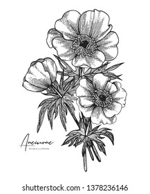 Black and white vector sketch illustration of anemone. All element isolated. Design elements for wedding invitations, greeting cards, wrapping paper, cosmetics packaging, labels, quotes, posters