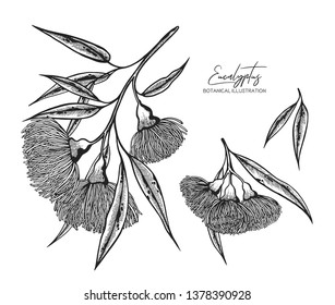Black and white vector sketch illustration of eucalyptus. Design elements for wedding invitations, greeting cards, wrapping paper, cosmetics packaging, labels, tags, invite, posters.