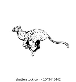 Black and white vector sketch of leopard