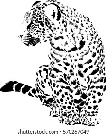 Black and white vector sketch of leopard