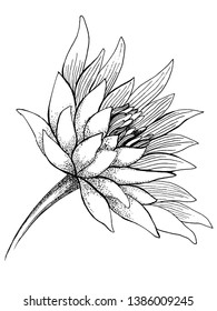 black and white vector sketch with lotus