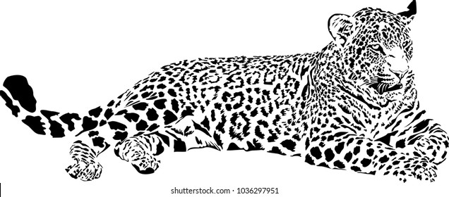 Black and white vector sketch of lying leopard