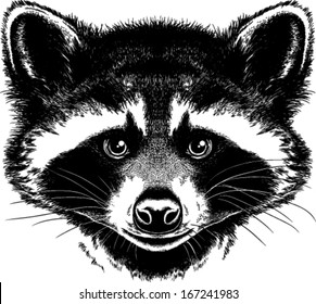 Black and white vector sketch of a Raccoon's face