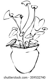 black and white vector sketch room Syngonium flower in a pot