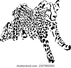 Black and white vector sketch of running Cheetah Acinonyx jubatus