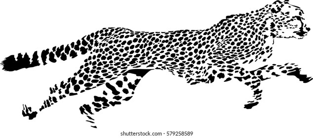 Black and white vector sketch of running Cheetah (Acinonyx jubatus)