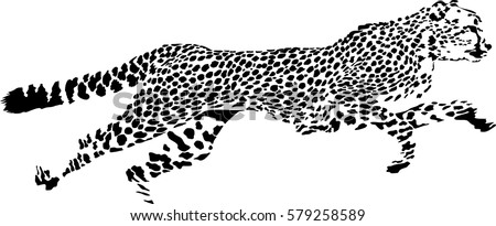 Black and white vector sketch of running Cheetah (Acinonyx jubatus)