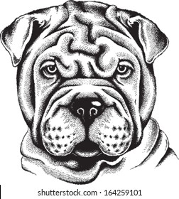 Black and white vector sketch of a Shar Pei puppy's face