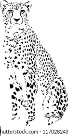 Black And White Vector Sketch Of Siting Cheetah Acinonyx Jubatus