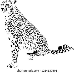 Black and white vector sketch of siting Cheetah Acinonyx jubatus