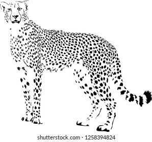 Black and white vector sketch of siting Cheetah Acinonyx jubatus