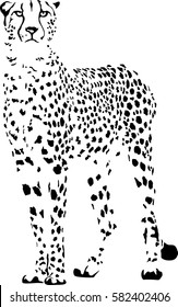 Black and white vector sketch of stopping Cheetah (Acinonyx jubatus)