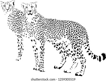 Black and white vector sketch of two Cheetah Acinonyx jubatus