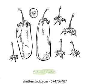 Black and white vector sketch of vegetables (eggplant or aubergine, whole and a slice of it and its peduncles), initially hand drawn in Chinese ink, isolated on white