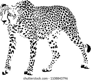 Black and white vector sketch of walking Cheetah Acinonyx jubatus