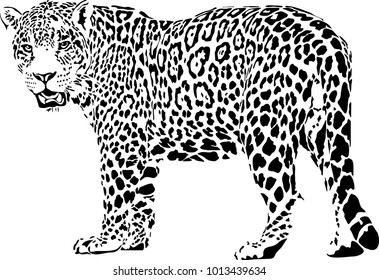 Black and white vector sketch of walks leopard