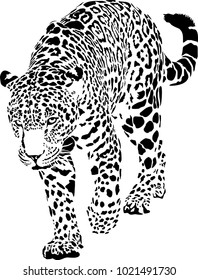 Black and white vector sketch of walks Jaguar