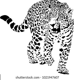  hình ảnh về con báo đốm, loạt ảnh cực hiếm lần đầu xuất hiện trong  bộ sưu tập của bạn - Mua bán hình ảnh shutterstock giá rẻ chỉ từ 