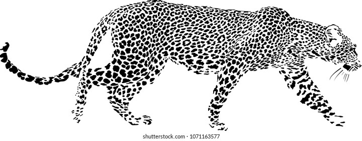 Black and white vector sketch of walks leopard