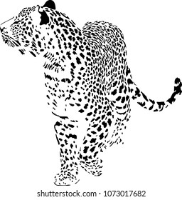 Black and white vector sketch of walks leopard