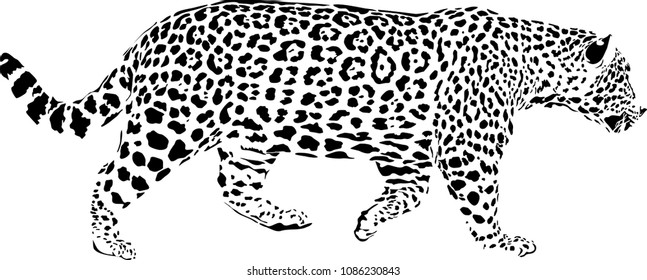 Black and white vector sketch of walks Jaguar